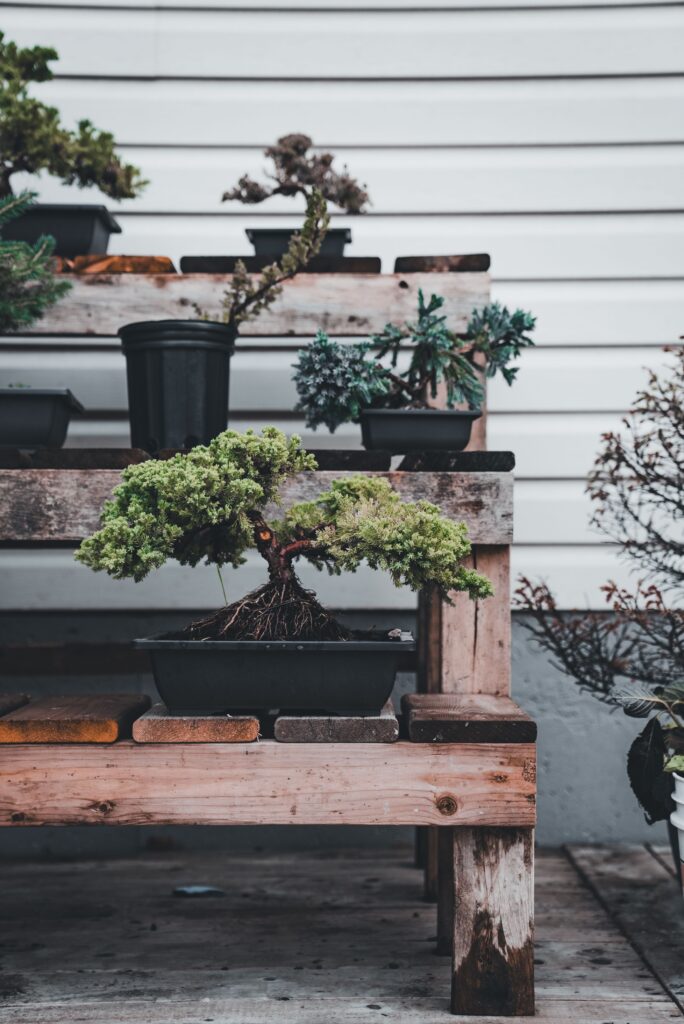 Beautiful bonsai trees arranged on rustic wooden shelves. Perfect for gardening enthusiasts.