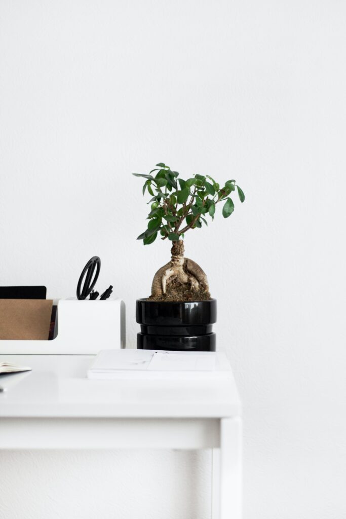 Clean minimalist office desk featuring a bonsai plant for natural decoration and serenity.